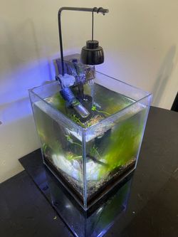 Micro tank w/ Shrimp & Kit