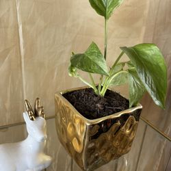 Plant