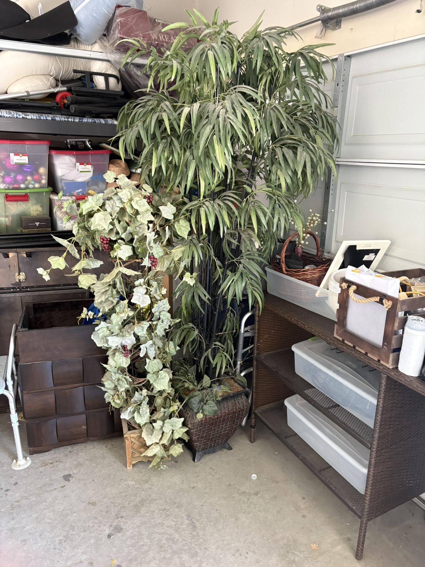 Indoor Plants