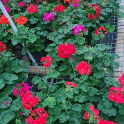 Geranios 1gallon 1ft Tall 