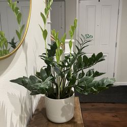 Snake Plant And Zz Plant