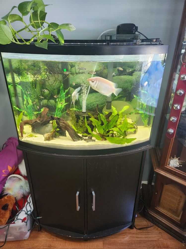 Fish Tank and Fish 