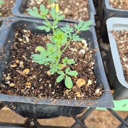 Planta De Ruda Bebes Organicas