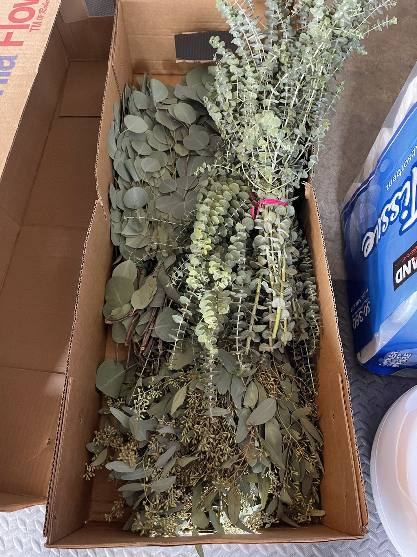 Fresh Eucalyptus bulk and Baby’s Breath