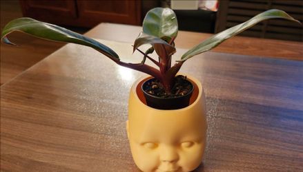 Prince of Orange Philodendron