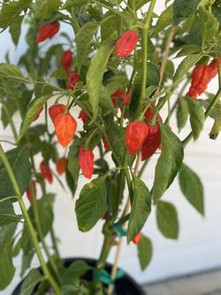 Trinidad Scorpion Peppers Plant, With A Lot Of Very Spicy Peppers Is In 5 Gallóns Pot Pick Up Only
