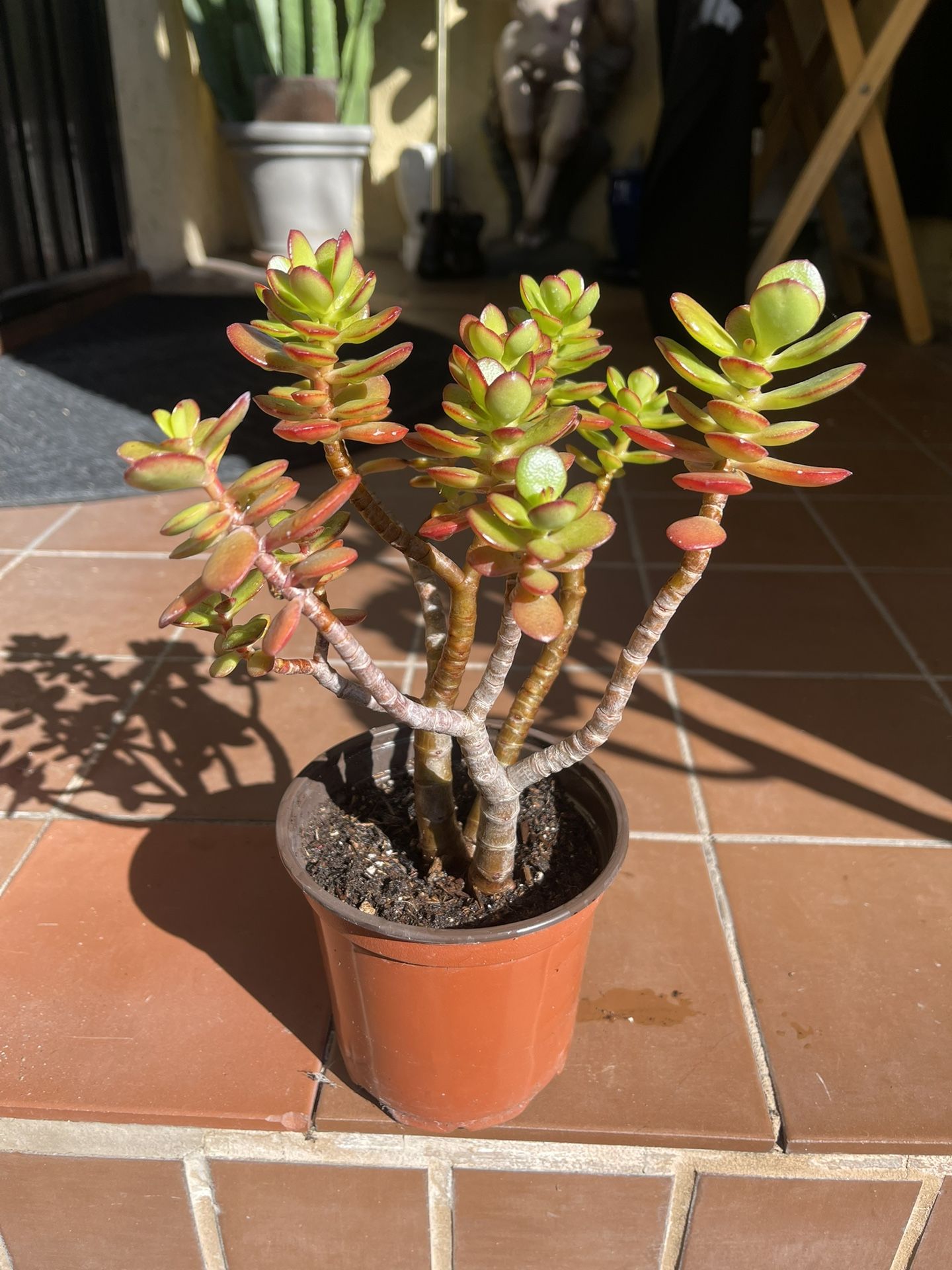 Mini Jade Succulent Plant 