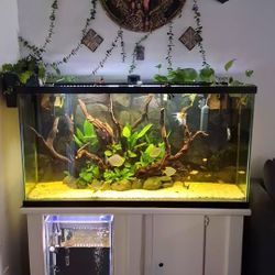 Fish Tank 