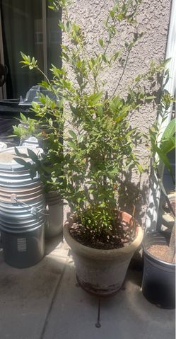 Pink Lemonade Blueberry Bush