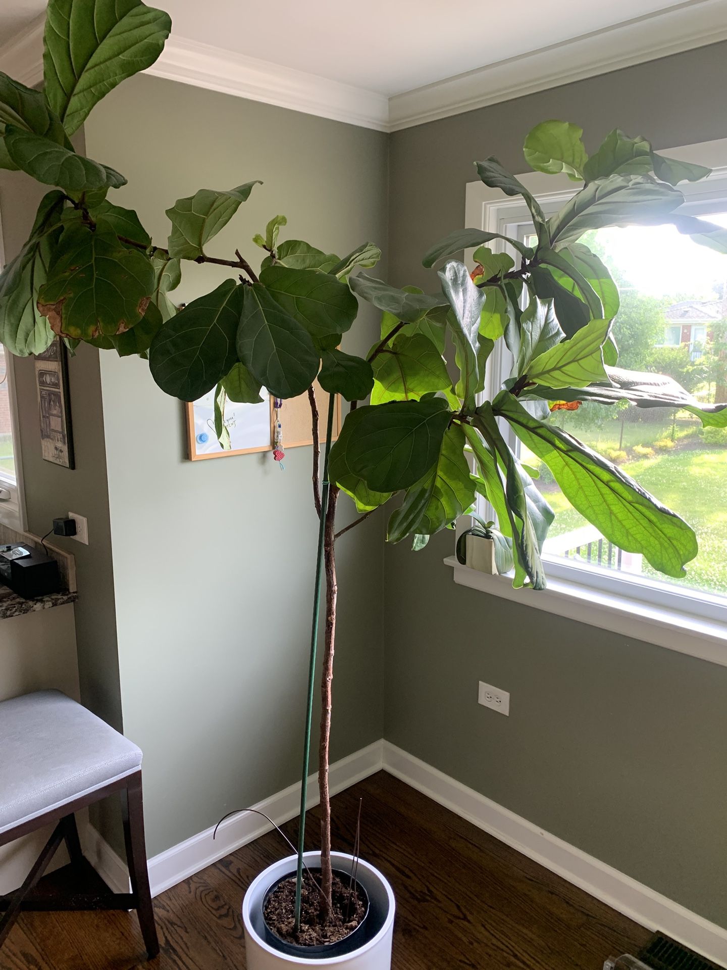 Feddle leaf Fig Plant