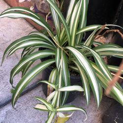Spider Plant