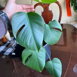 Monstera Albo
