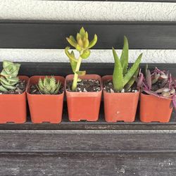 2" Succulent lot of 5 + string. of buttons Zebra sedum Aloe Ruby Necklace