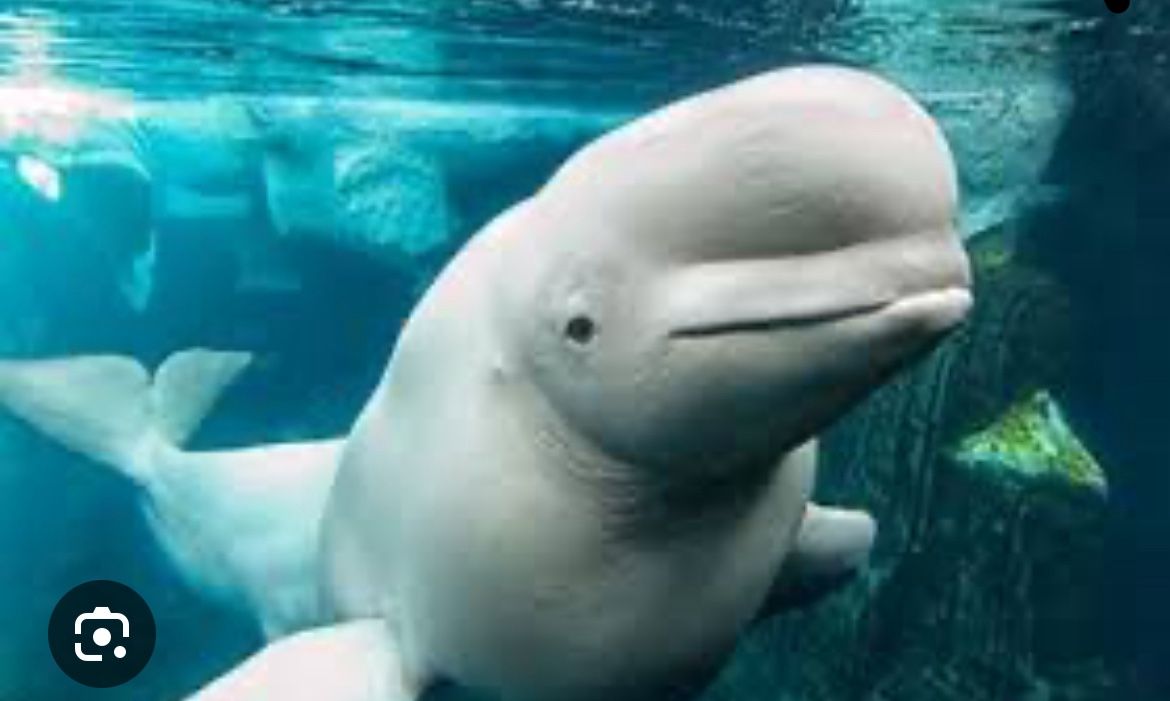 Seaworld Tickets/Boletos