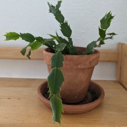 Christmas Cactus, Flowering 