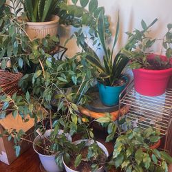 Varieties Of House Plants With Pots, Price From $15-$60 Each