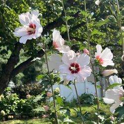 Perennial ROSE OF SHARON - Rooted 
