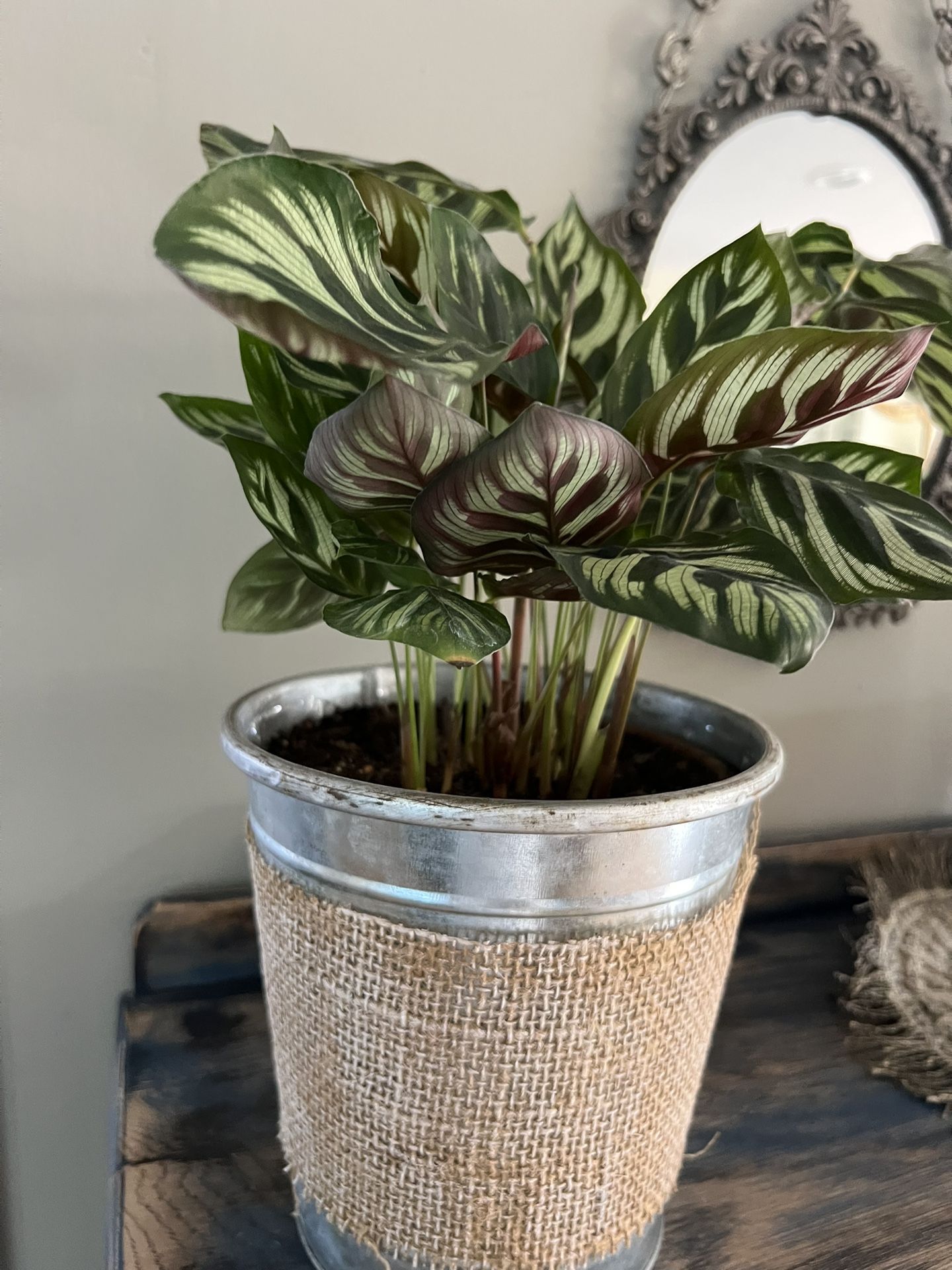 Healthy live Plants (in Terracota Pot)