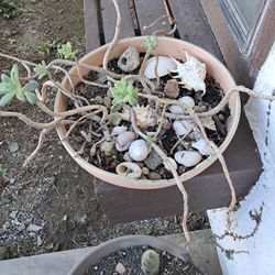 Succulent Bowl Pick Up In Rancho Penasquitos 