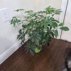 Umbrella Plant