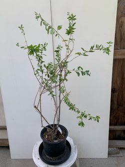 #2- Goji Plants 枸杞樹