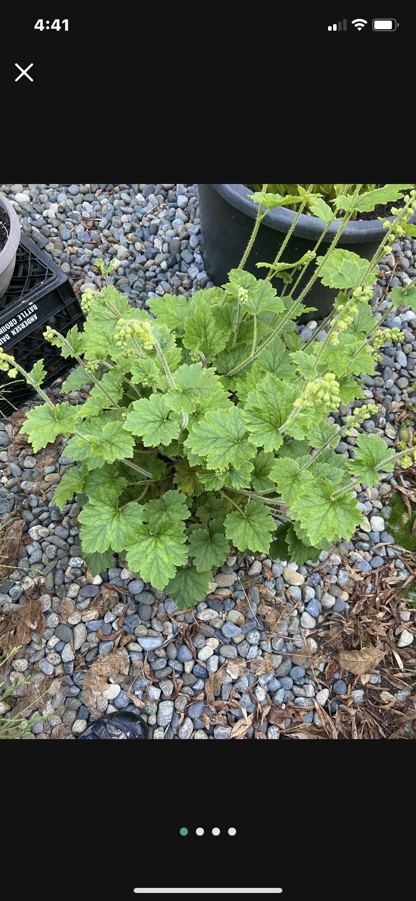 Flowering Perennial In Plastic Display Pot