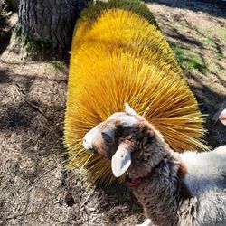 Street sweeper brush