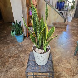 Sansevieria Snake Plants In 8in Ceramic Pot