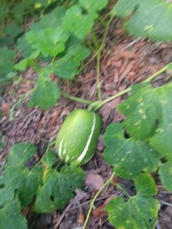 Chilacayotes @squash