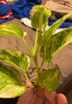 Golden Pothos