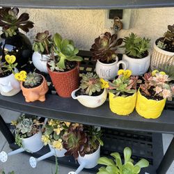 Teacher Appreciate Succulent Gifts