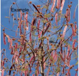 Árbol de guajes colorados  vote de 15 galones