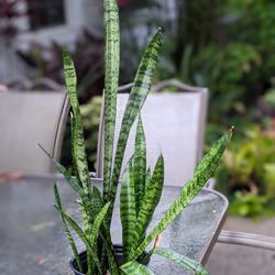 Snake Plant