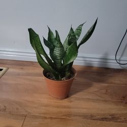 Snake Plant Sansaveria Plant in  Pot