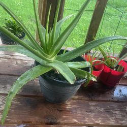 AloeVera plant