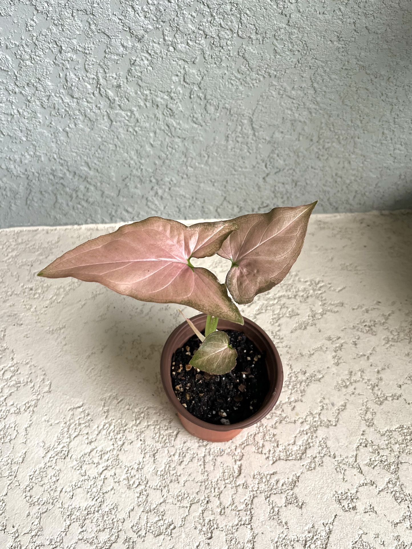 Pink Syngonium Plant