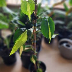 Plant - Philodendron