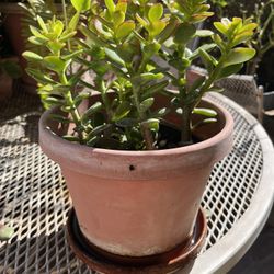 Succulent Plant With Pot 