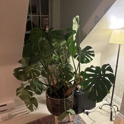 Monstera House Plant In Pot/stand