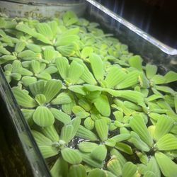 Dwarf Water Lettuce 
