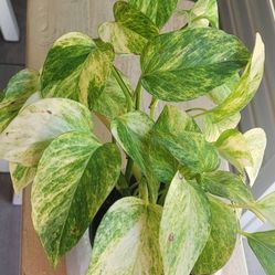 Pothos Neon Variegata 