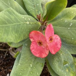 Corona De Cristo Flor Matizada En Maceta De Cinco Galones