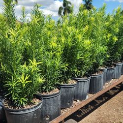 Beautiful Podocarpus Plants For Inmediate Privacy!!! Fertilized 