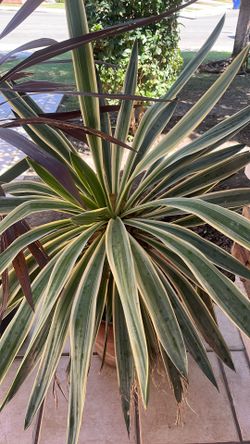 Yucca Filamentosa Plant