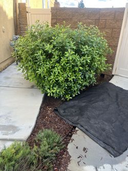 Landscaping 