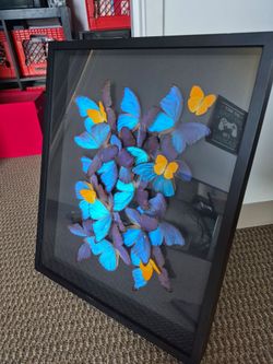 INSECTISM "Macaw" - Tak Hau 2019 [Blue Morpho/Apricot Sulfur Butterflies]