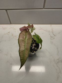 Alocasia polly pink mint