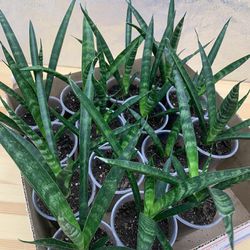 Sansevieria Fernwood Mikado Skinny Snake Plant Houseplant - 4 inch pot