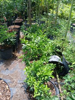 Citrus trees Sale! 7gl $50🍋🍊