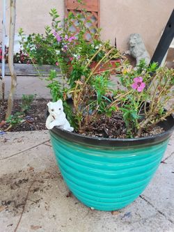 Purple sweet pea shrub and yellow lantana with kitty included